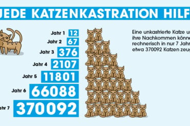 Eine Darstellung mit der Überschrift "JEDE KATZENKASTRATION HILFT", sowie der Erklärung, dass eine unkastrierte Katze in nur sieben Jahren etwa 370092 Nachkommen zeugen kann.