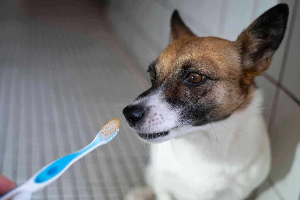 Ein Hund und eine Zahnbürste.