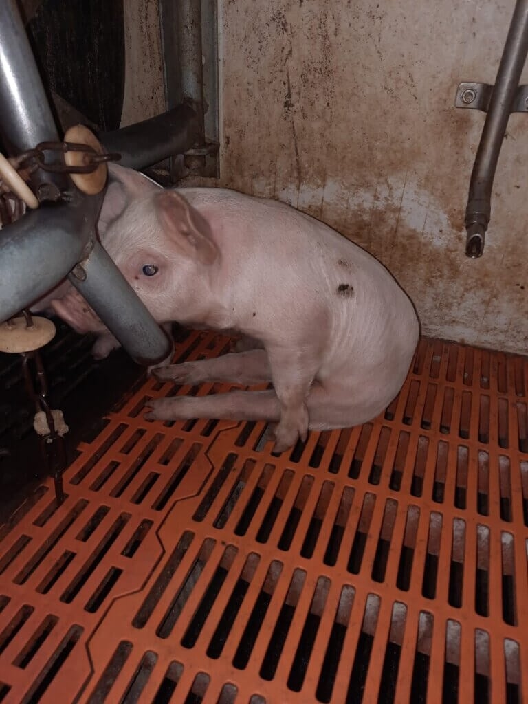 Ein Schwein sitzt auf Gitterboden