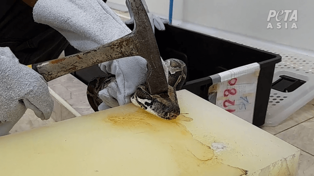 Eine Python, fixiert auf einem Steinblock, mit einem Hammer auf ihrem Kopf.