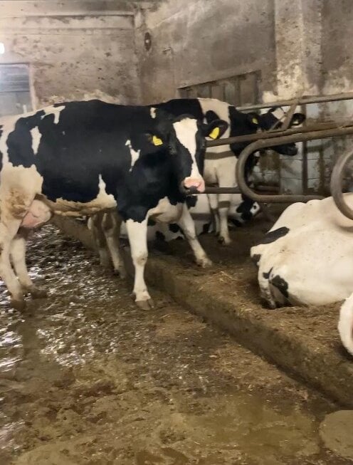 Kühe stehen und liegen in einem Stall auf Betonboden, der nass und dreckig ist.