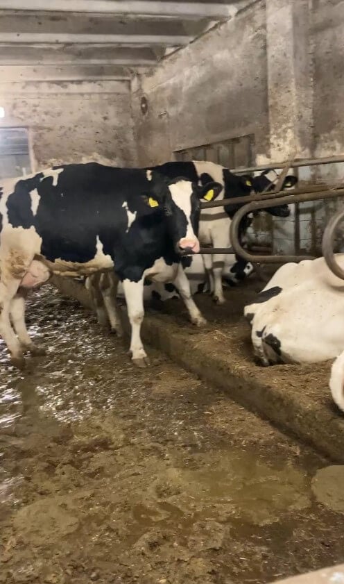 Kühe liegen und stehen in einem Stall auf Betonboden, der nass und dreckig ist.