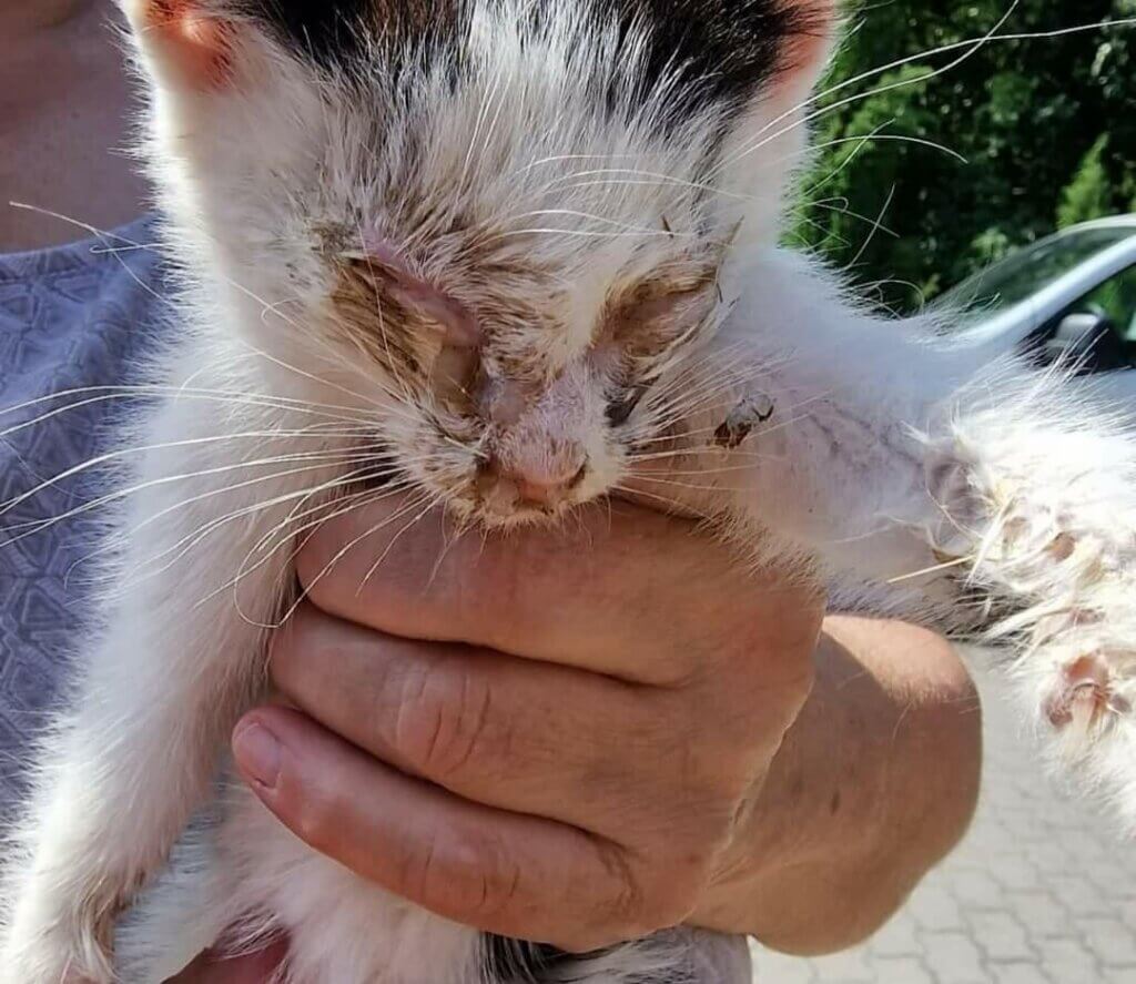 Ein Kitten mit verschmierten und verklebten Augen