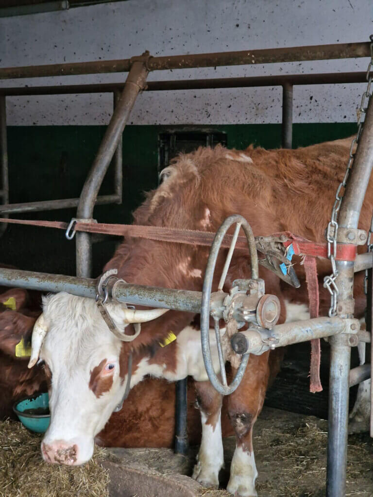 Ein Rind in Anbindehaltung mit Wunden am Körper