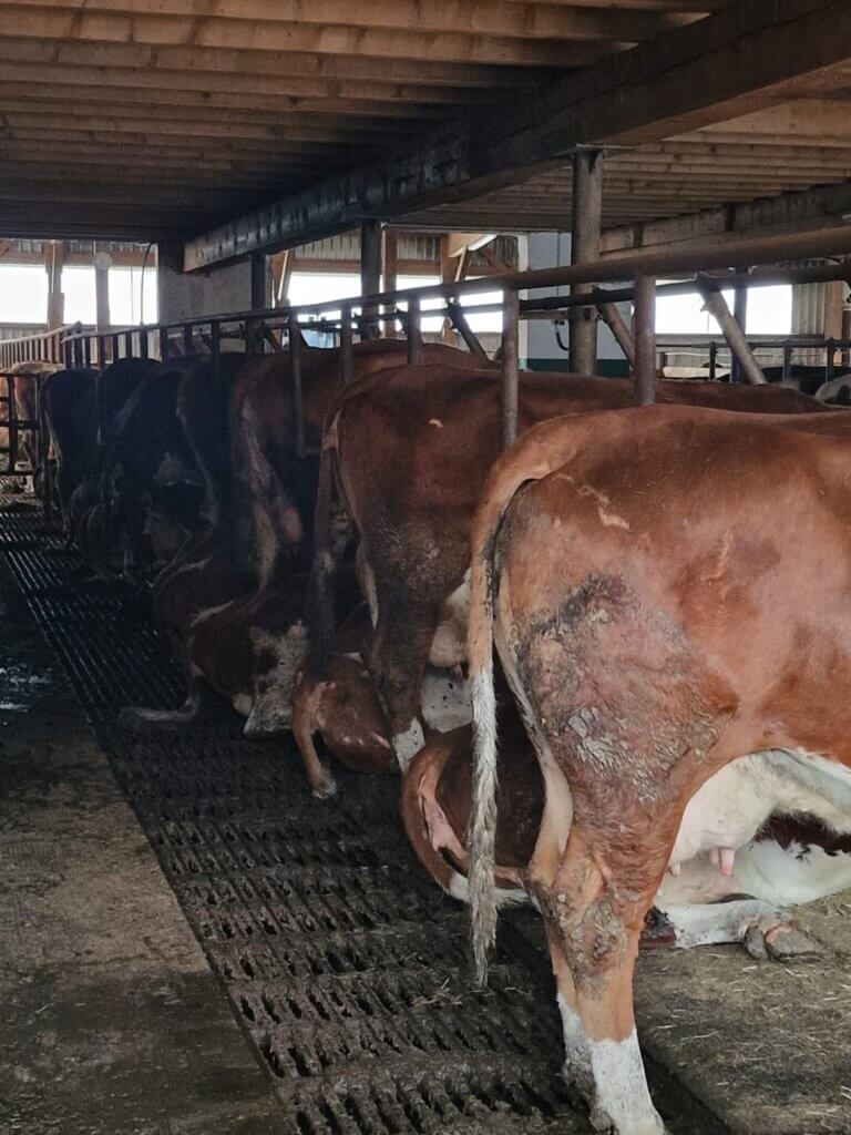 Die Rinder sind mit Kot verschmiert und werden in Anbindehaltung gehalten
