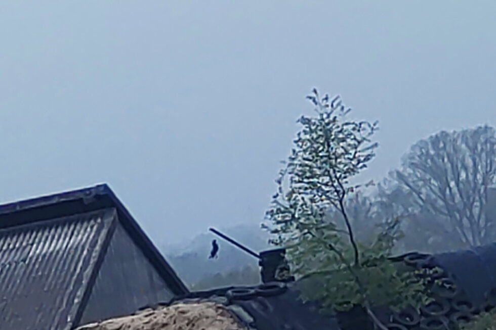 Tote krähe hängt an einem Mast