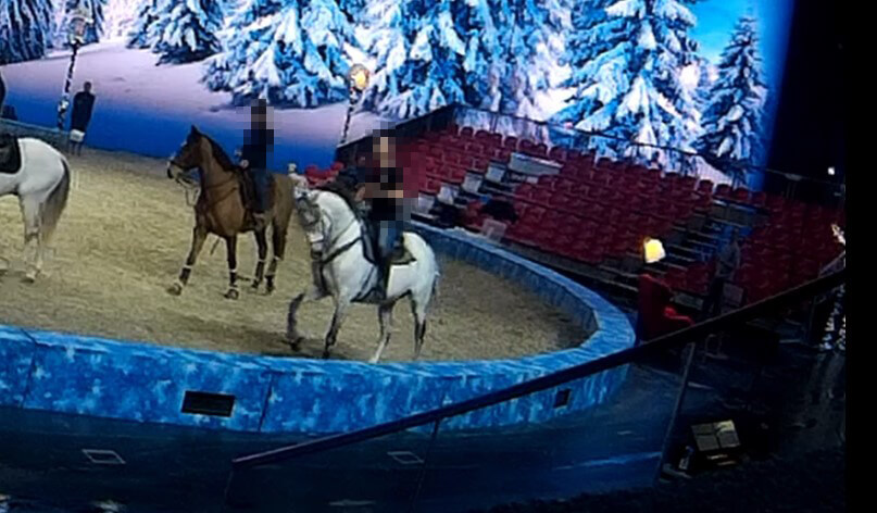 Pferde müssen für die Shows ihren Hals schmerzhaft überdehnen.