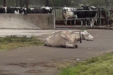 Abgemagerte Kuh liegt allein auf hartem Asphalt.