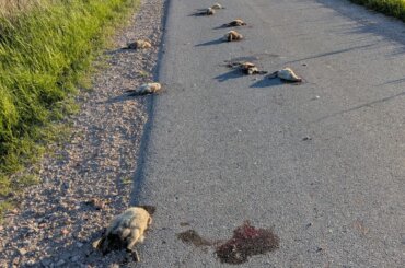 Geköpfte Gänsebabys liegen in ihrer Blutlache auf dem Asphaltweg.
