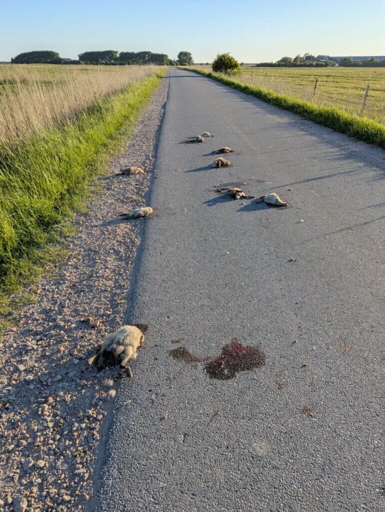 Geköpfte Gänsebabys liegen in ihrer Blutlache auf dem Asphaltweg.