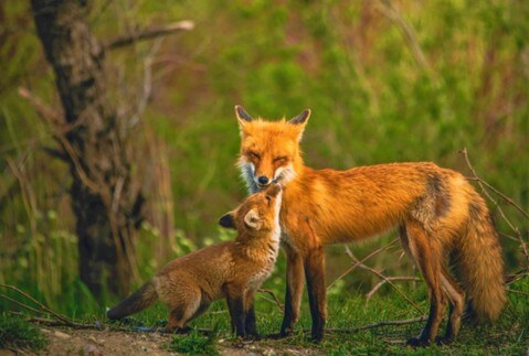 Fuchs mit kleinem Fuchskind im Wald