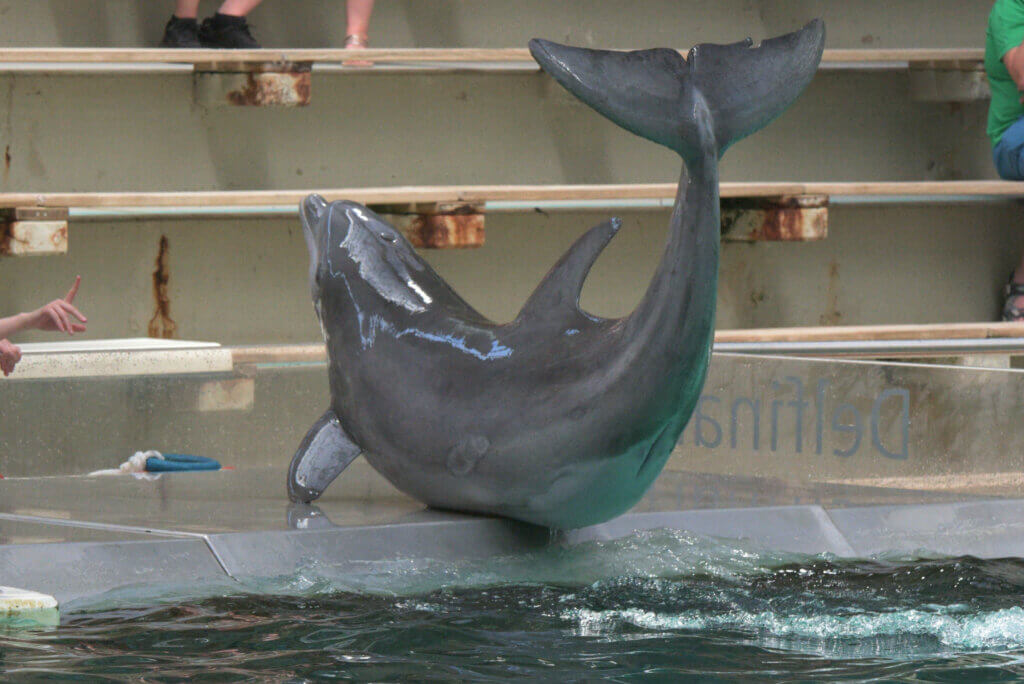 Ein Delfin im Duisburger Zoo wird zu Kunststücken gezwungen