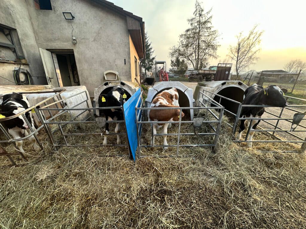 Kälber stehen unter freiem Himmel in kleinen offenen Abgrenzungen.