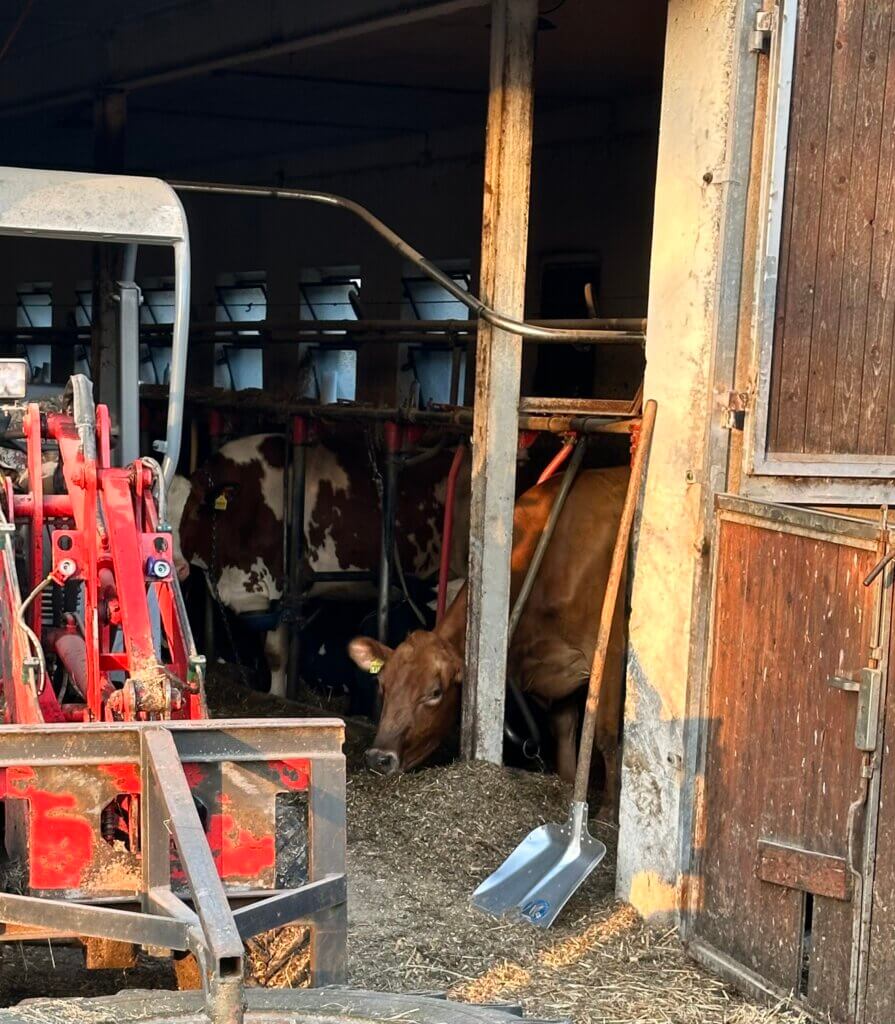 In einem Stall stehen Rinder, die in einer halsrahmenartigen Konstruktion fixiert sind.