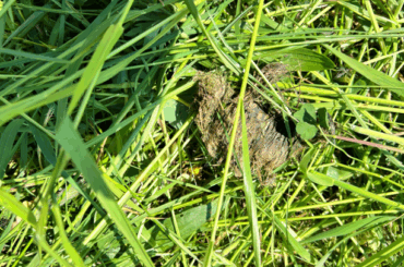 Fell- und Hautstücke zwischen grünen Grashalmen.