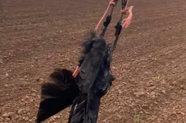 Die tote Krähe wurde auf einem Feld aufgehängt.