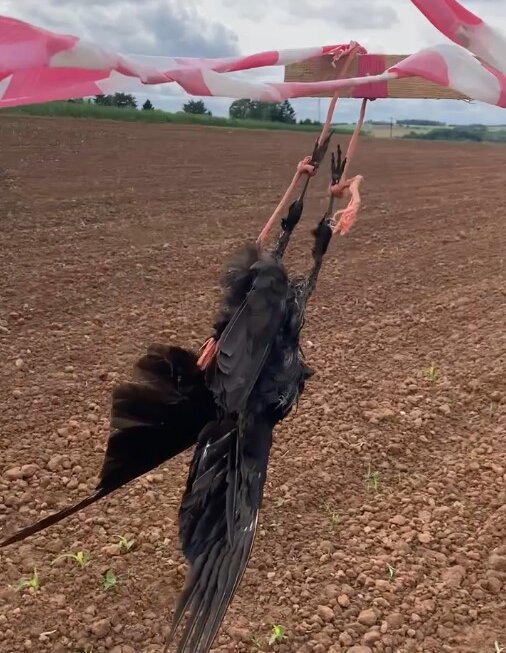 Die tote Krähe wurde auf einem Feld aufgehängt.