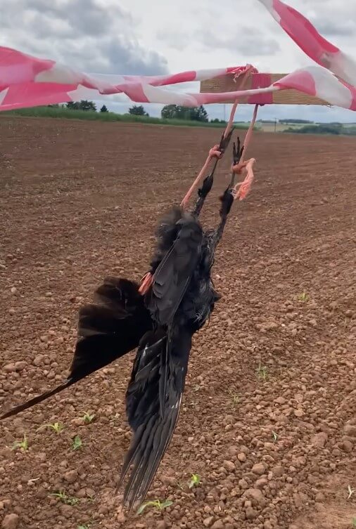 Die tote Krähe wurde auf einem Feld aufgehängt.