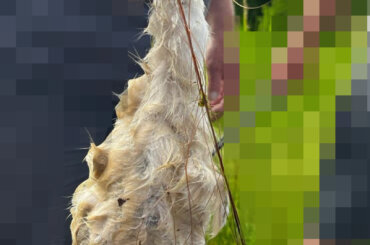 Ein Mann hält ein totes, mit Angelschnur umwickeltes Schwanenküken