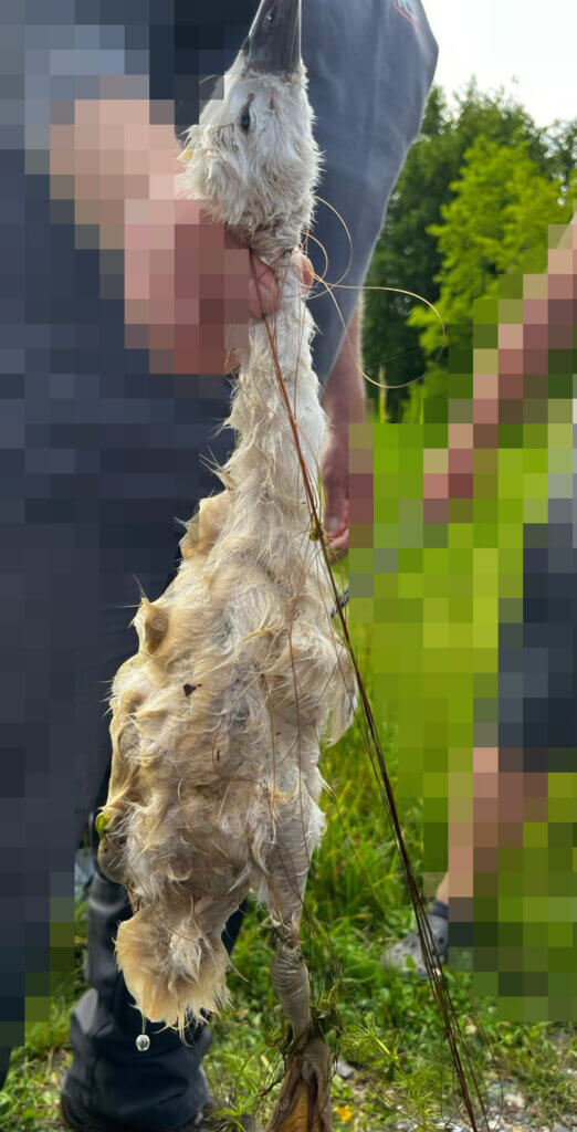 Ein Mann hält ein totes, mit Angelschnur umwickeltes Schwanenküken