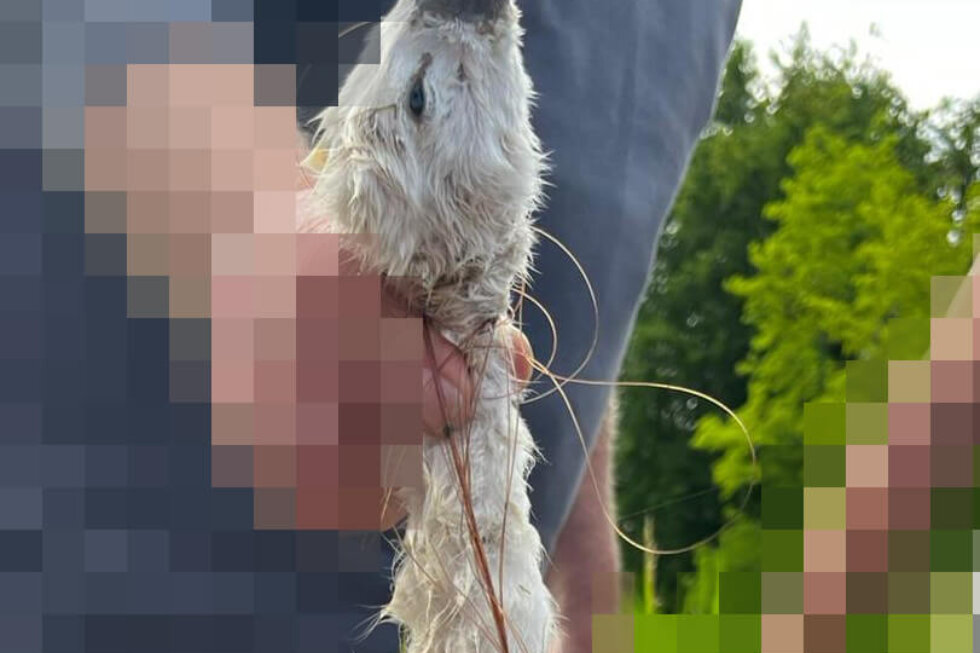 Ein Mann hält ein totes, mit Angelschnur umwickeltes Schwanenküken