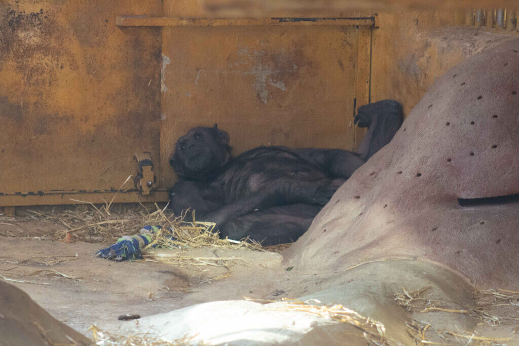 Ein Schimpanse in Gefangenschaft des Zoos