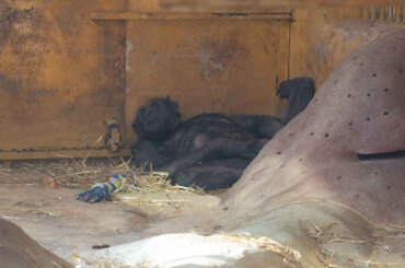 Ein Schimpanse in Gefangenschaft des Zoos