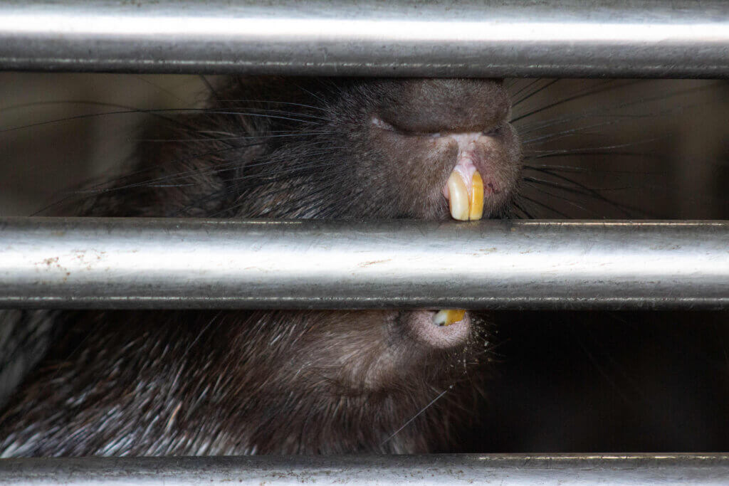 Stachelschwein, welche an seinem Gefängnis nagt