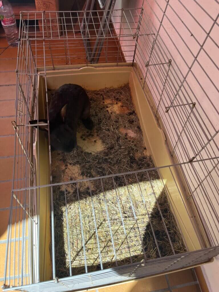 Hase in kleinem Kaninchenstall