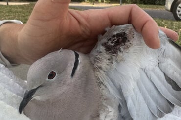 Eine angeschossene Taube mit Wunden an der Außen- und Innenseite des Flügels, sowie Verletzungen am Körper.