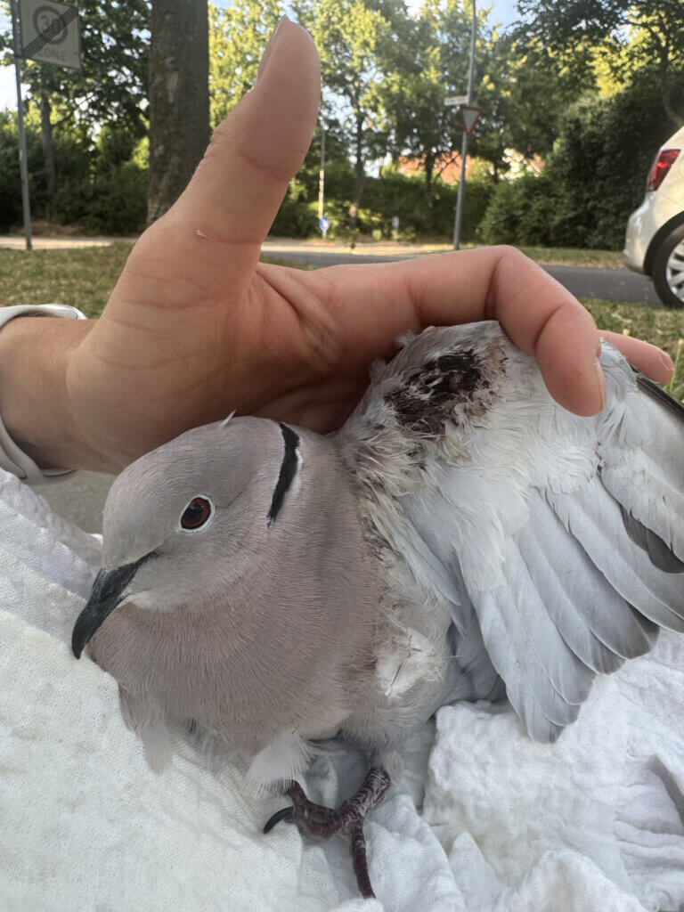 Eine angeschossene Taube mit Wunden an der Außen- und Innenseite des Flügels, sowie Verletzungen am Körper.