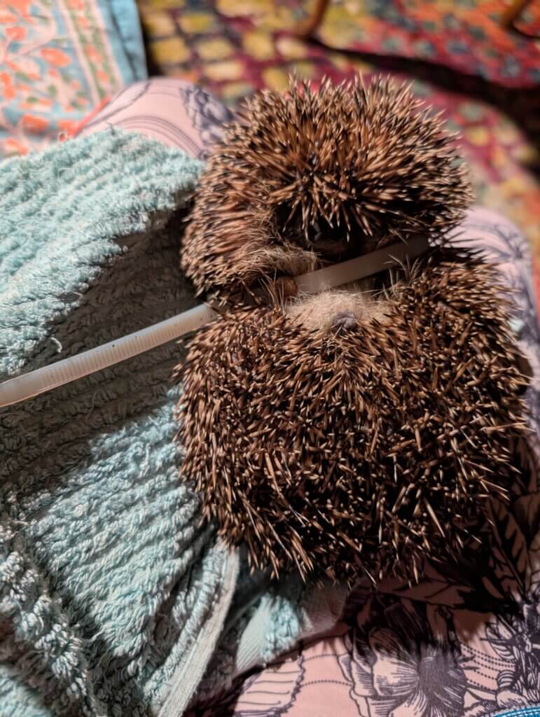 Ein Igel, der mit einem Kabelbinder eingeschnürt ist.