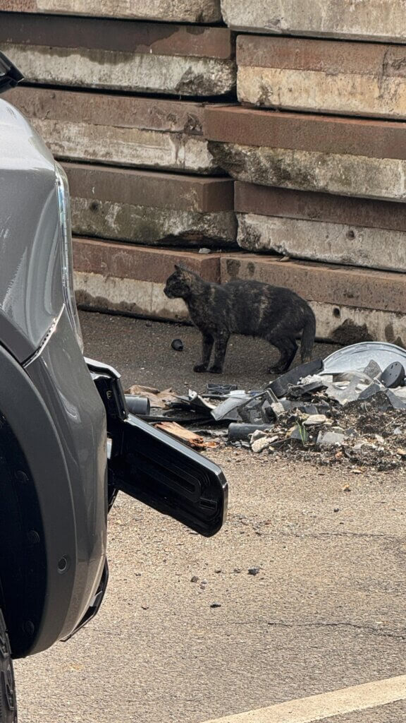 Eine dunkle Katze steht an einem Zaun auf einem verlassenen Grundstück.