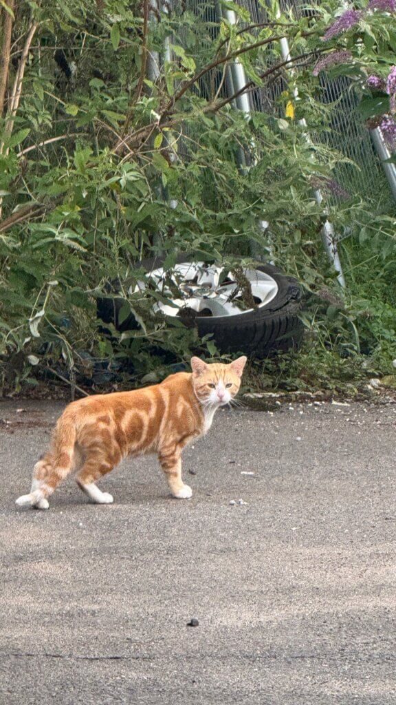 Eine fuchsfarbene Katze steht auf einer Straße und blickt in die Kamera.