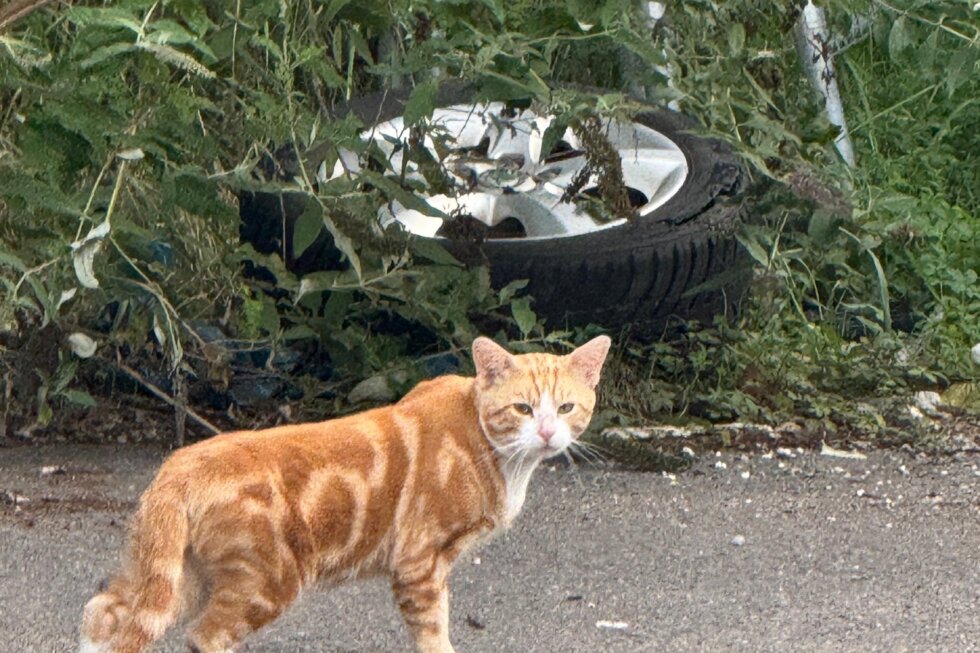 Eine fuchsfarbene Katze steht auf einer Straße und blickt in die Kamera.