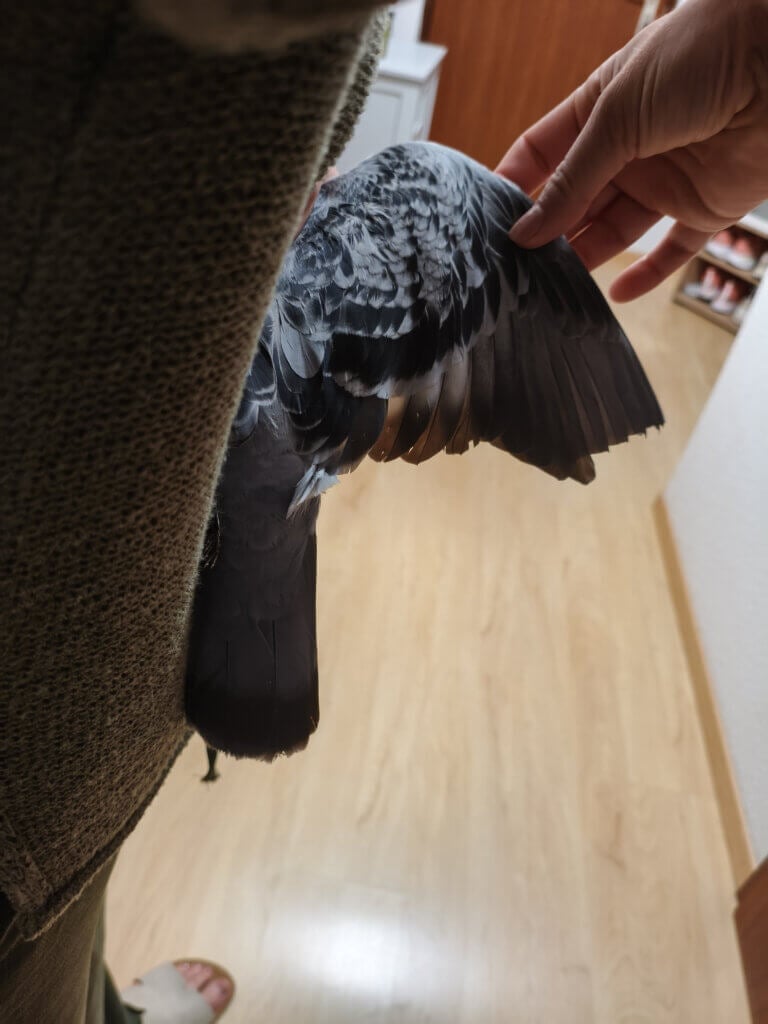 Taube mit verletztem Flügel.