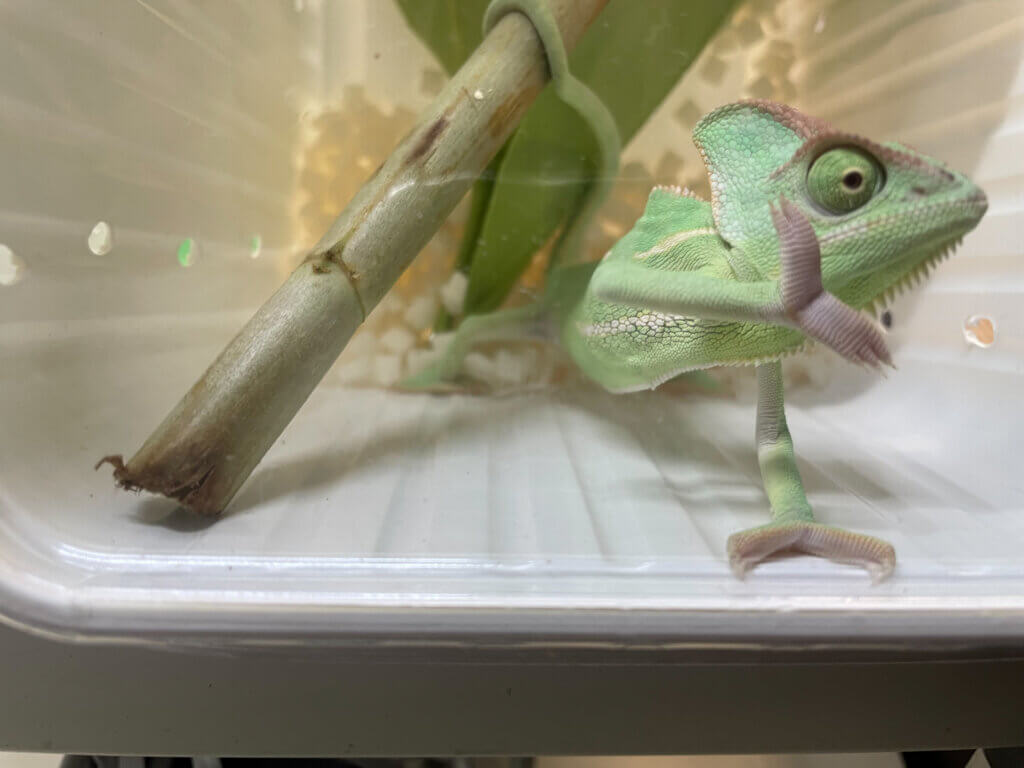 Kleiner Behälter für Reptilien