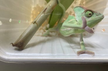 Kleiner Behälter für Reptilien