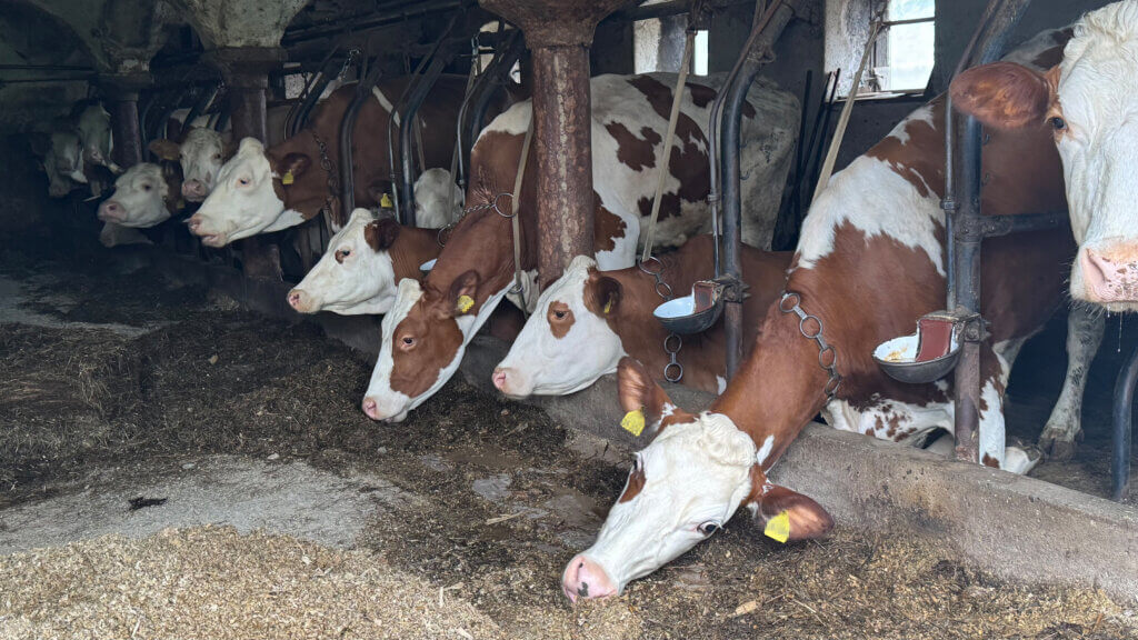An Ketten gebundene Kühen versuchen ihr zu weit entferntes Essen zu erreichen.