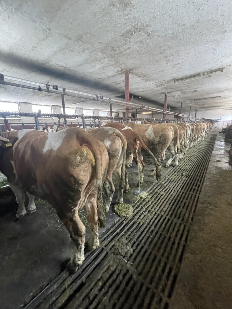 Kühe, dicht aneinander angebunden und mit Kot beschmiert.