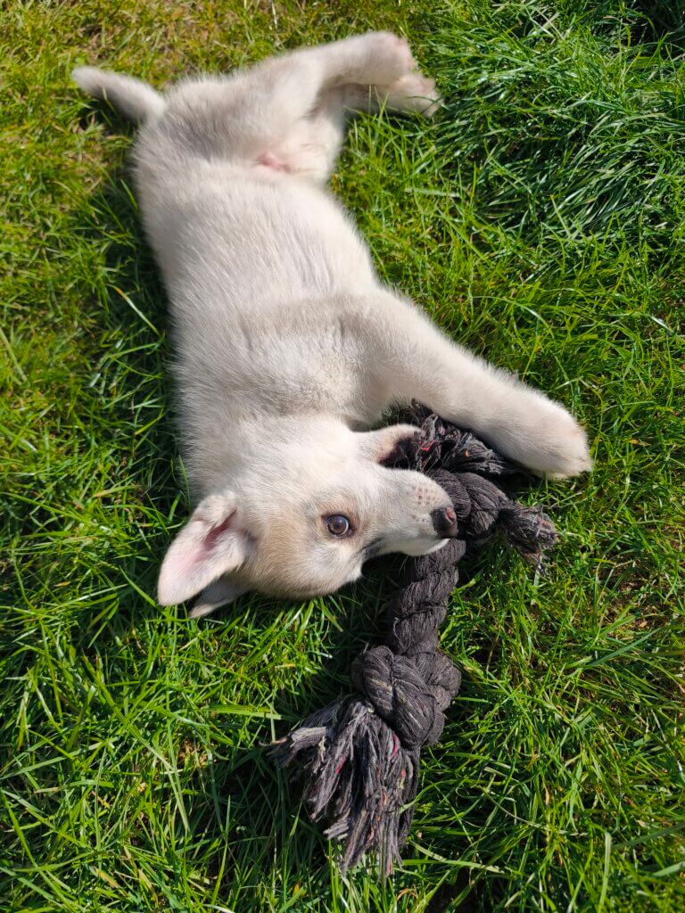 Huskywelpe mit Kaustrick.