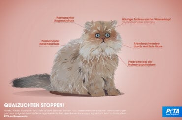 Rassenwahn bei Katzen