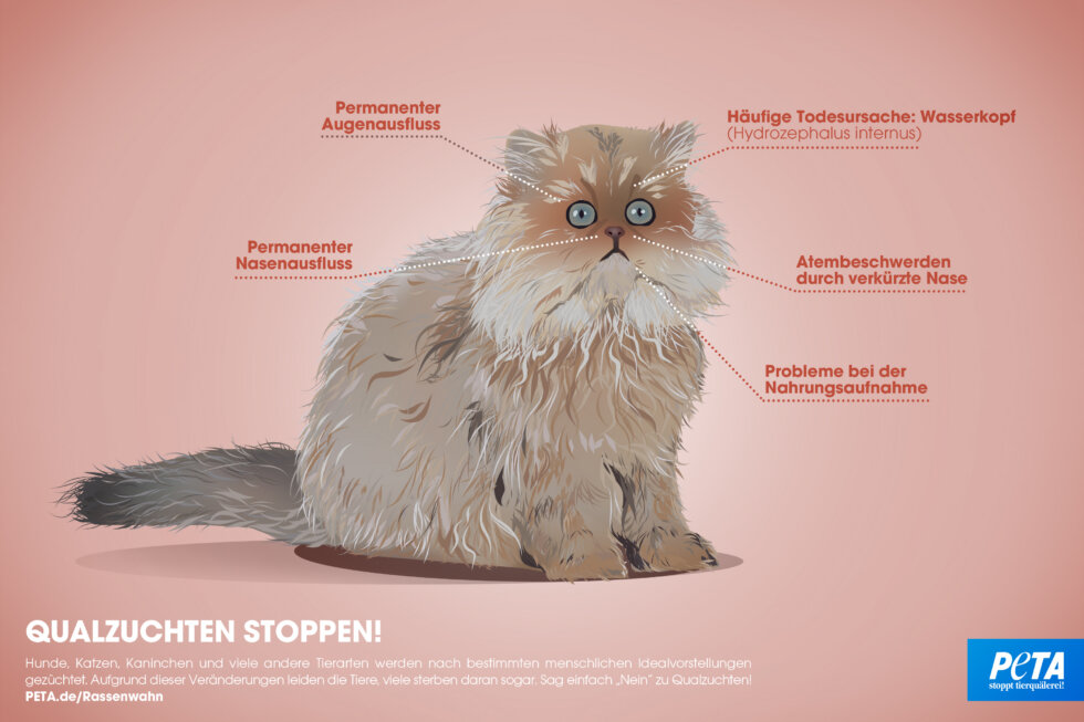 Rassenwahn bei Katzen