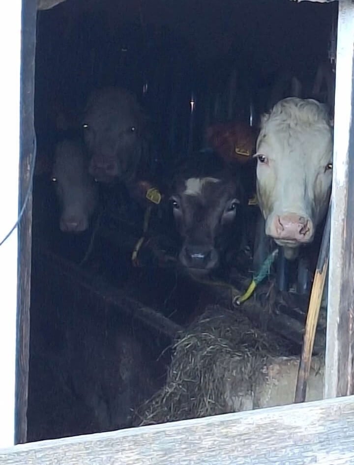 Vier Kühe sind in einem dunklen Stall angebunden und schauen in die Kamera.