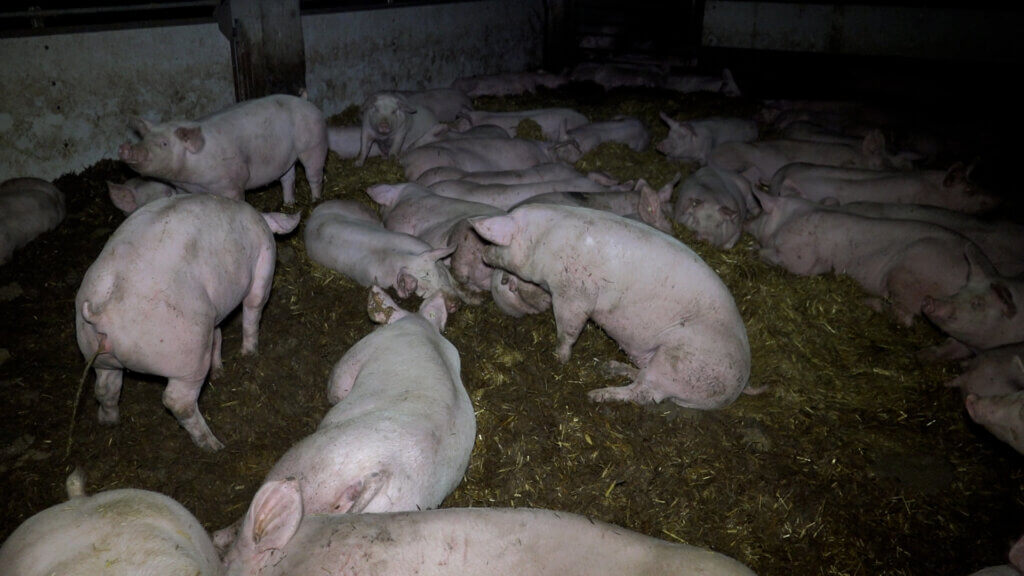Schweine in Paderborn zusammengeengt im Kot
