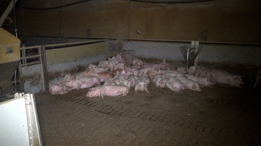 Schweine im Betrieb Vechta in ihrem eigenen Kot