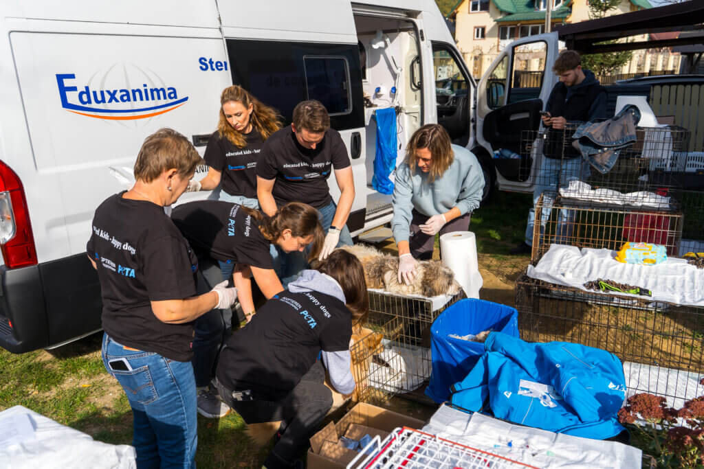 Mehrere Personen retten Hunde mit Käfigen.