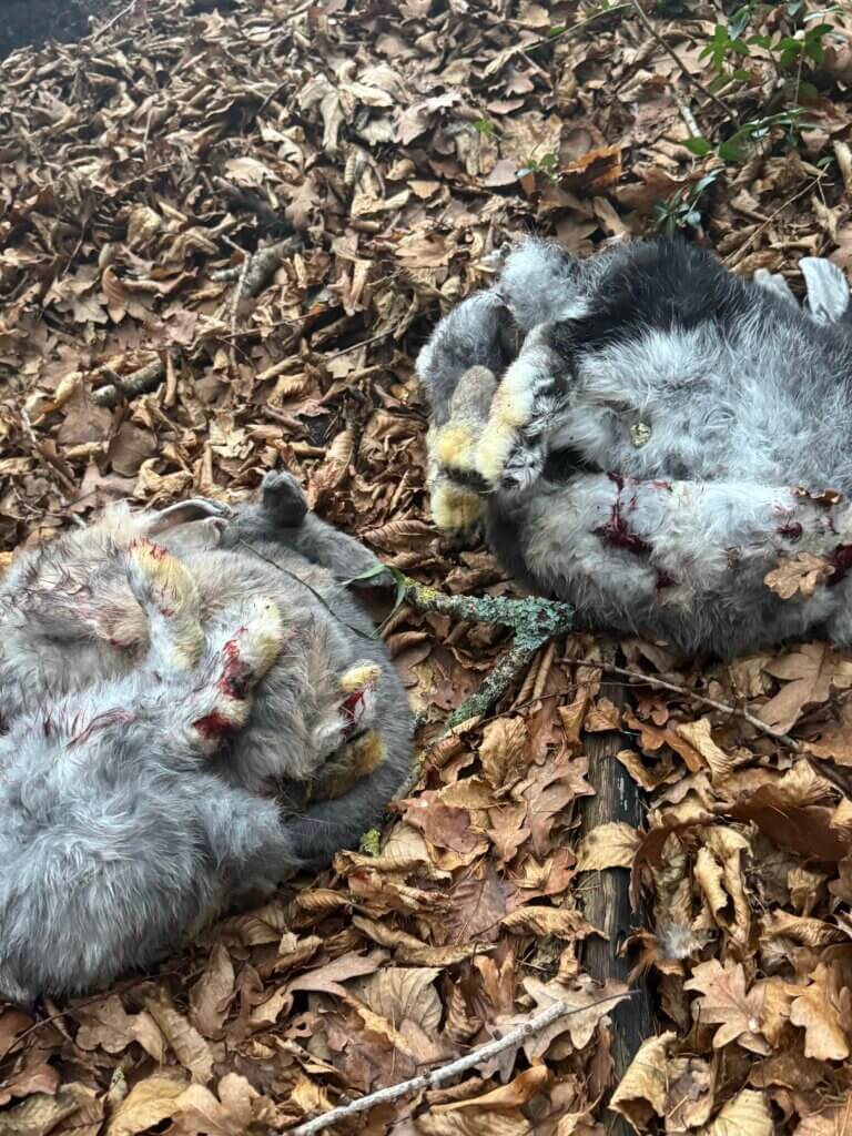 tote Kaninchen in Schleswig-Holstein