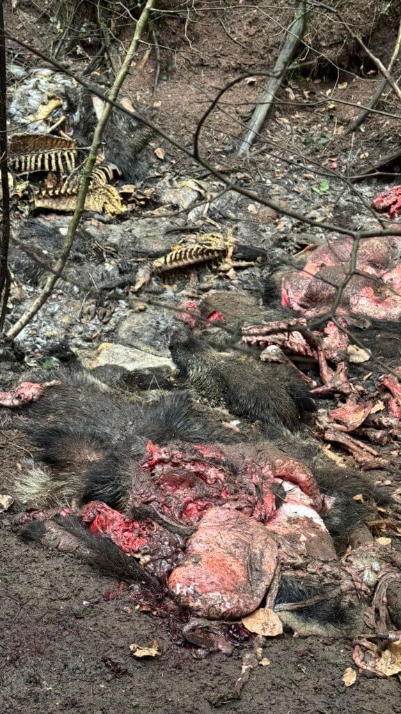 Mehrere Wildschweinleichen in einem Erdloch.
