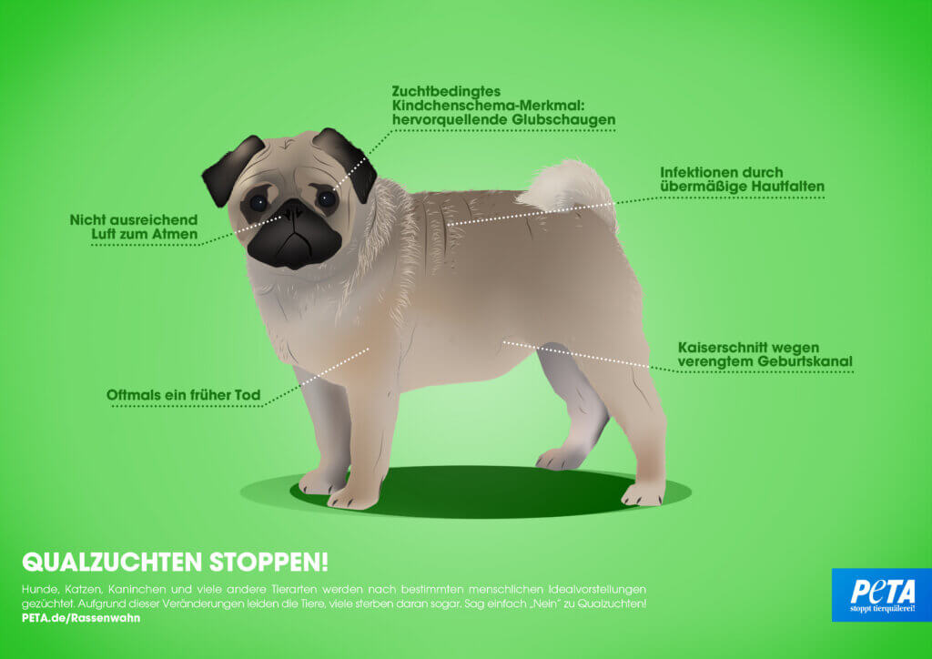 zu sehen ist ein Mops, repräsentativ für Zuchttiere, dessen Zuchtnachteile hervorgehoben werden